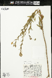 Oenothera parviflora image