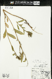 Oenothera parviflora image