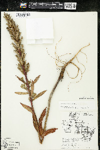 Oenothera parviflora image