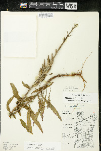 Oenothera parviflora image