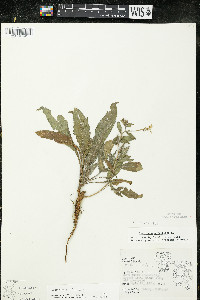 Oenothera parviflora image
