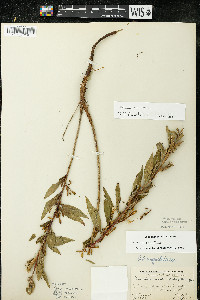 Oenothera parviflora image