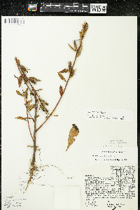 Oenothera parviflora image