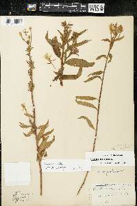 Oenothera parviflora image