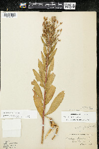 Oenothera parviflora image
