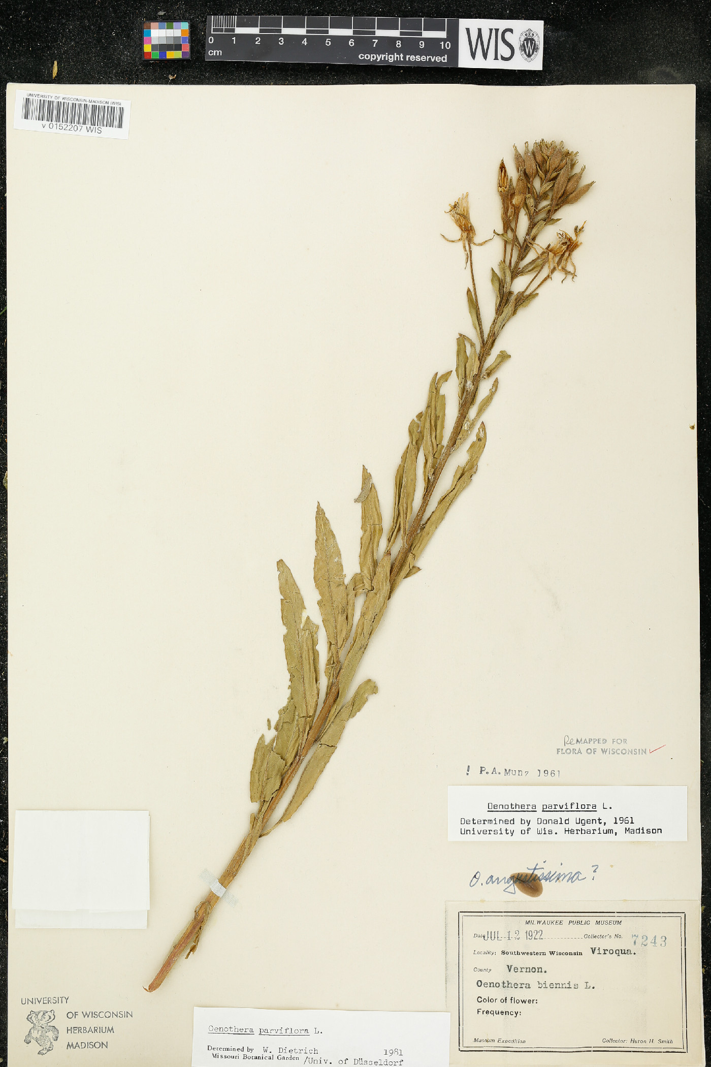 Oenothera parviflora image