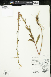 Oenothera parviflora image