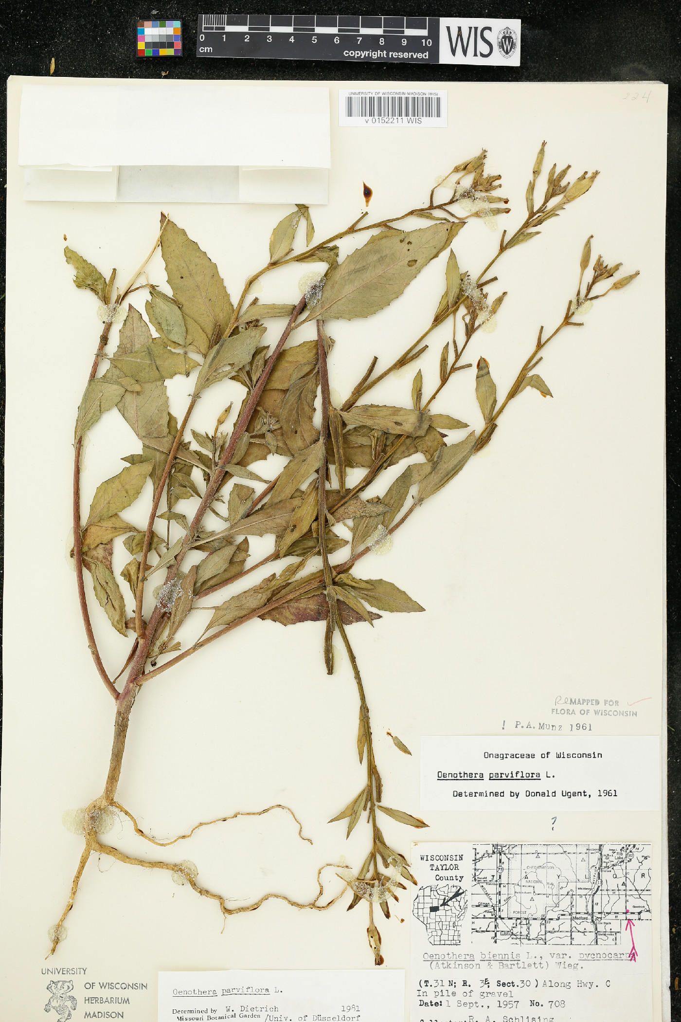 Oenothera parviflora image
