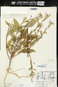 Oenothera parviflora image