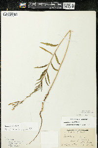 Oenothera parviflora image