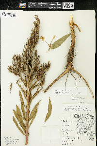 Oenothera parviflora image