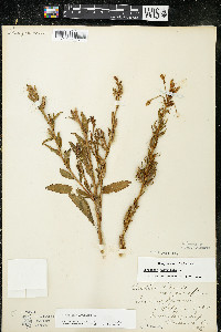 Oenothera parviflora image