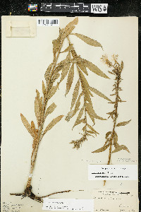 Oenothera parviflora image