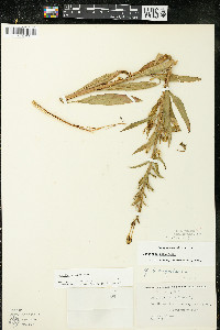 Oenothera parviflora image