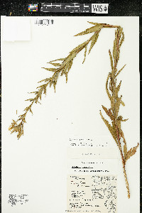 Oenothera parviflora image