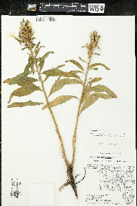 Oenothera parviflora image