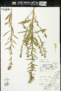 Oenothera parviflora image