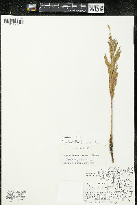 Oenothera parviflora image