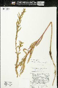 Oenothera parviflora image