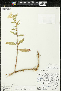 Oenothera parviflora image