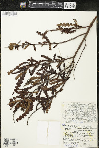 Comptonia peregrina image