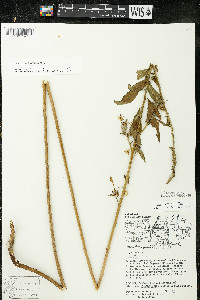 Oenothera parviflora image