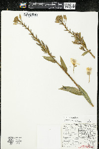 Oenothera parviflora image