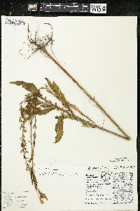 Oenothera parviflora image