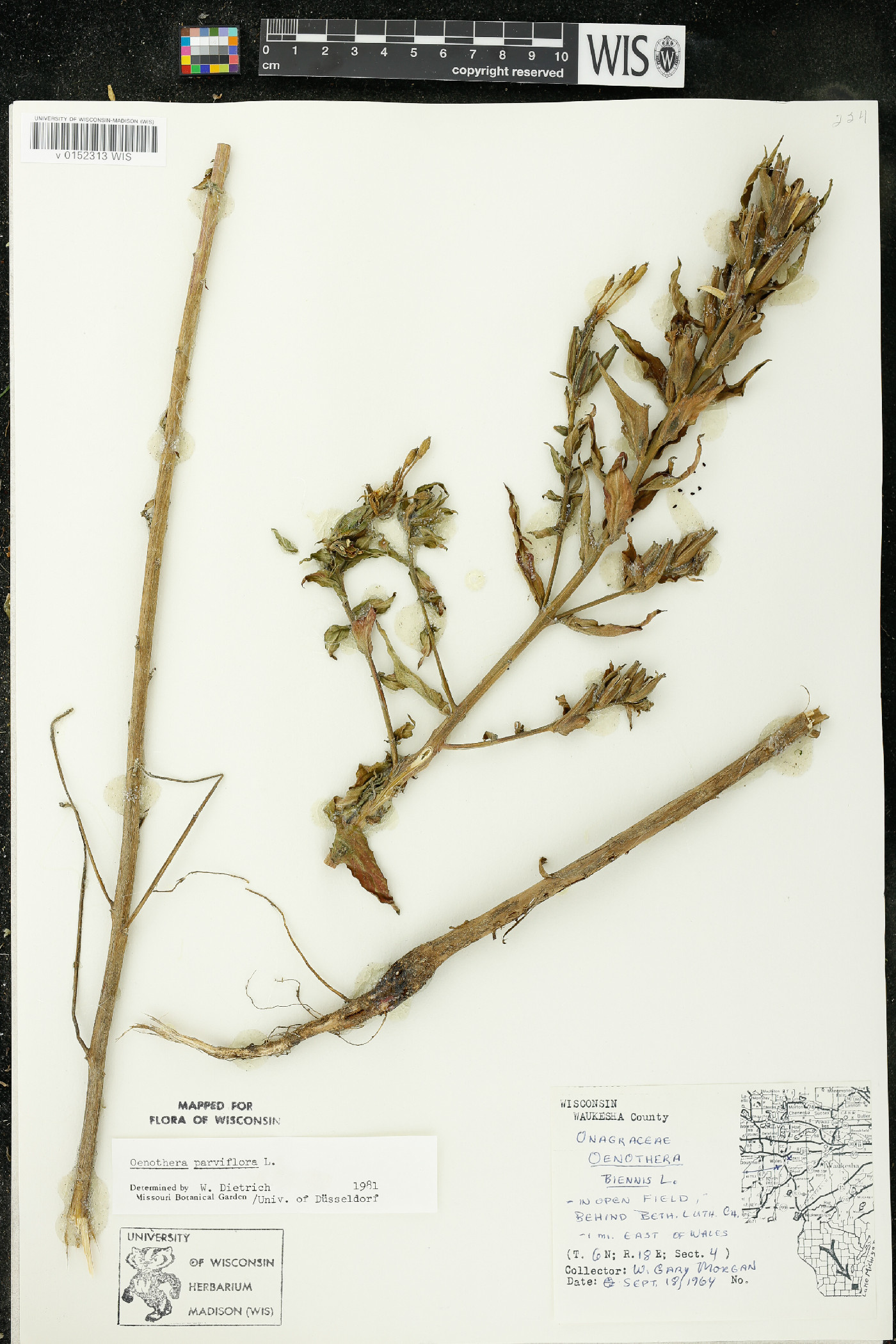 Oenothera parviflora image