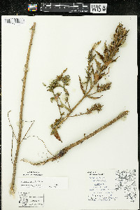 Oenothera parviflora image