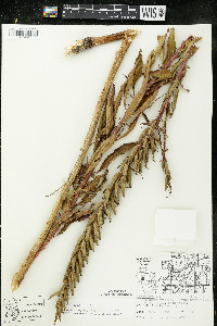 Oenothera parviflora image