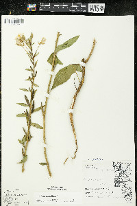 Oenothera parviflora image