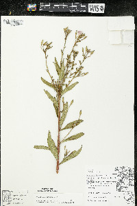 Oenothera parviflora image