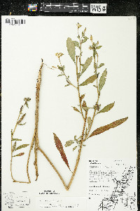 Oenothera parviflora image