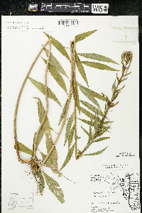 Oenothera parviflora image