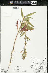 Oenothera parviflora image