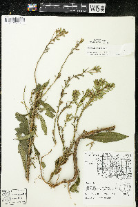 Oenothera parviflora image