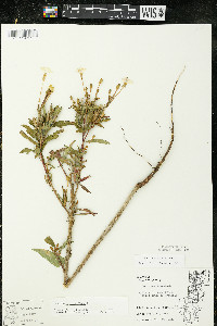 Oenothera parviflora image