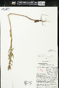 Oenothera parviflora image