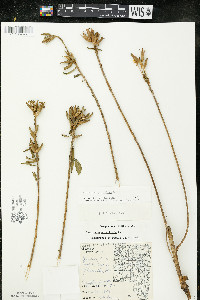 Oenothera parviflora image