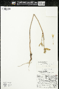 Oenothera parviflora image