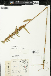 Oenothera parviflora image