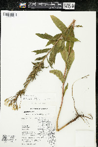 Oenothera parviflora image