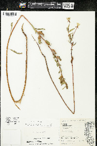 Oenothera parviflora image