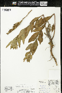 Oenothera parviflora image