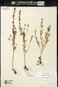 Oenothera perennis image