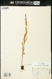 Oenothera perennis image