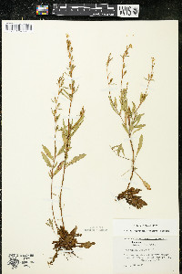 Oenothera perennis image