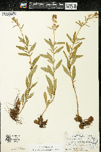 Oenothera perennis image