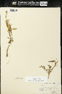 Oenothera perennis image